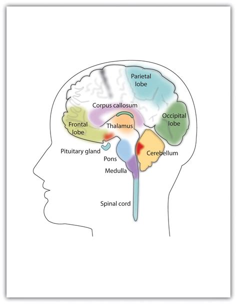 Chapter 3 Neuron And The Brain Psychology