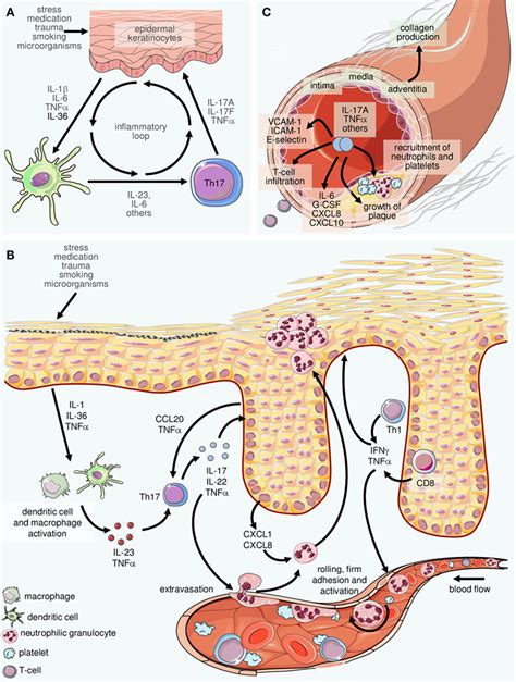 frontiers the interleukin 23 interleukin 17 axis links adaptive and innate immunity in psoriasis