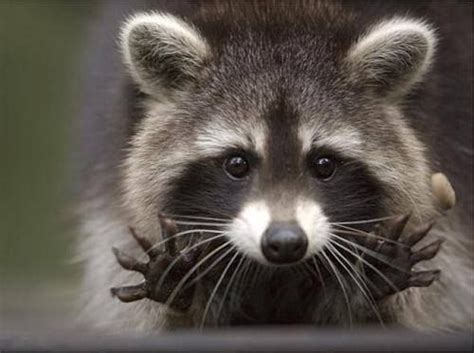 Cute Raccoons Celia’s Website