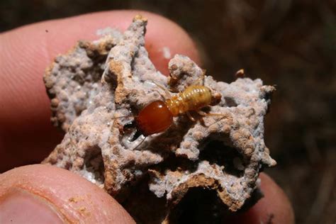 How Termites Hold Back The Desert