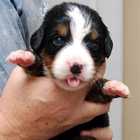 We care for a wide variety of breeds. These Pictures of Bernese Mountain Dog Puppies Lead ...