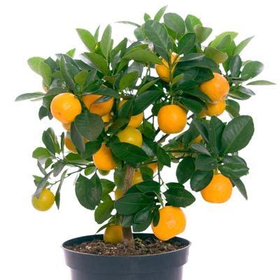 However, orange trees are a little bit trickier to keep happy. Navel Orange Tree | Indoor fruit trees, Lemon tree from ...