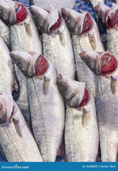 Sea Bass Stock Image Image Of Seafood Grilled Nutrition 16338095