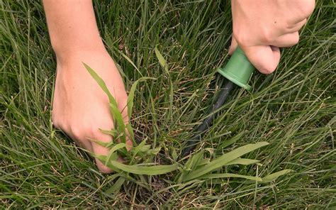 Pest Alert Crabgrass In St Augustine Grass Lawns Mainscape