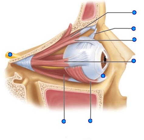 Extrinsic Muscles Of The Eye Lateral View Diagram Quizlet My Xxx Hot Girl