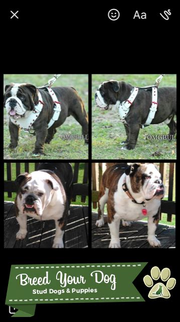 Stud Dog Black Seal English Bulldog Stud Breed Your Dog