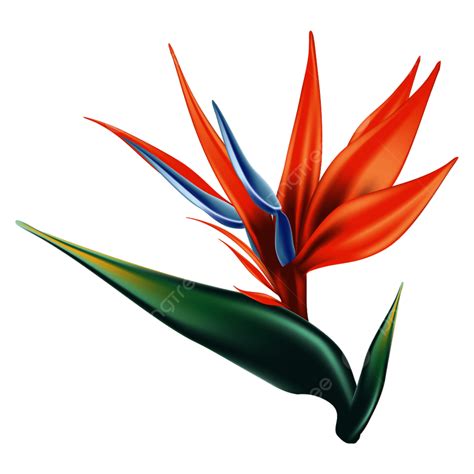 Birds Of Paradise Vector Hd Png Images Detailed Bird Of Paradise