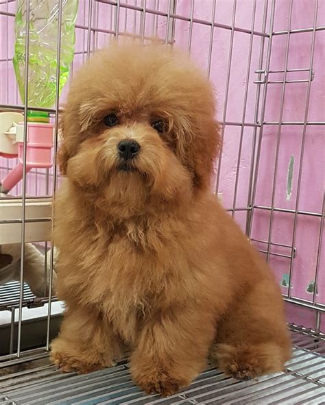 He would have to be secure in adoption he's loved very much. Toy Maltipoo puppies for sale FOR SALE ADOPTION in ...