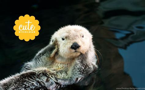 Sea Otter Wallpaper 52 Images