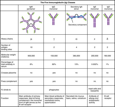 The Adaptive Immune Response B Lymphocytes And Antibodies · Anatomy