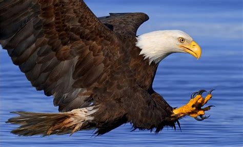 El águila real (aquila chrysaetos) es una de las aves de presa más conocidas en el hemisferio norte. aguila real americana un ave que no es realmente calva