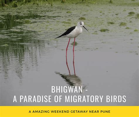 Bhigwan A Paradise Of Migratory Birds In My Eye