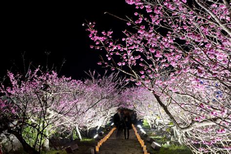 Yozakura Night Viewing Of Cherry Blossoms At Nakijin Jo Castle Site