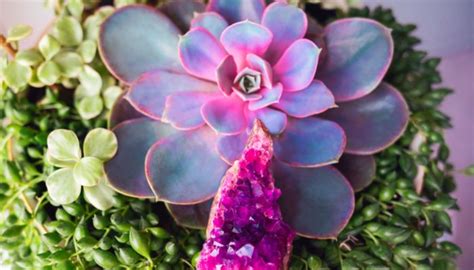 12 Pink Succulents You Need In Your Home This Summer Pink Leaves