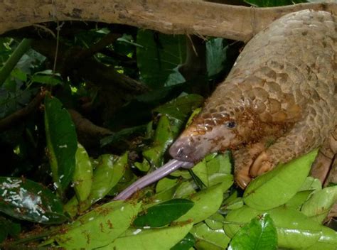 Everything You Should Know About The Pangolin