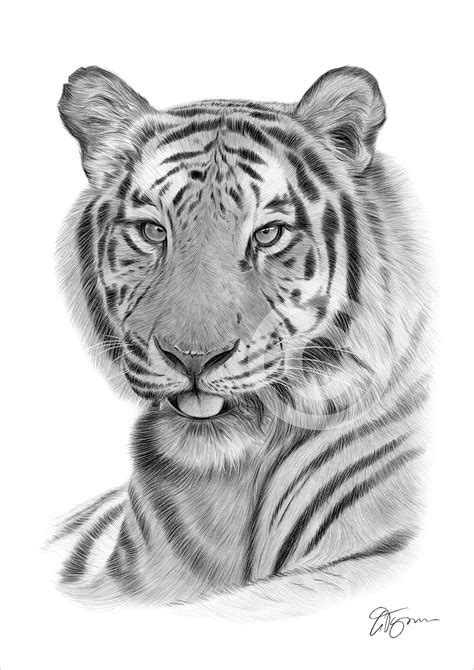 Bengal Tiger Pencil Drawing Print A A Sizes Signed By Artist Gary