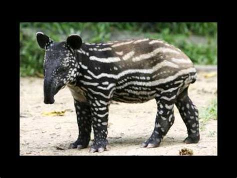 Em, em or em may refer to: Animal em extinção do cerrado - ANTA - YouTube