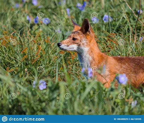 Red Fox Hunts In Summer Field Stock Image Image Of Curious Carnivore
