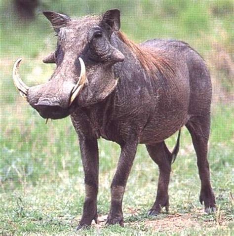 Wild Life Pictures Of African Animals African Warthog