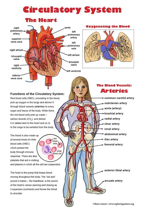 The Circulatory System Science Educational School Posters