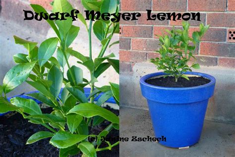 Dwarf Meyer Lemon Tree The Best Dwarf Citrus To Grow