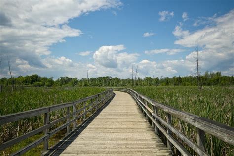 Boardwalk Through The Marsh On A Sunny Day Stock Image Image Of Marsh