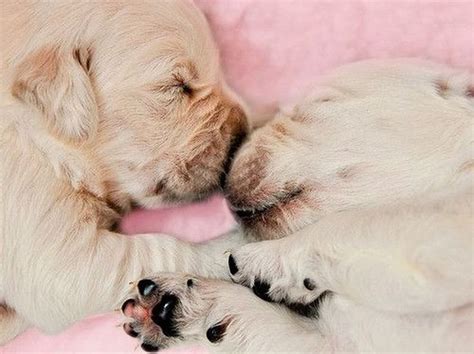 We did not find results for: Gute Nacht: Zehn schlafende Hunde, die man sehen muss ...