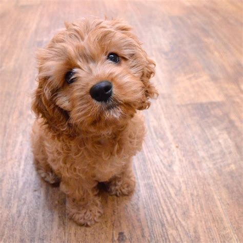 Maybe you would like to learn more about one of these? Golden/ apricot cavapoo puppy. | Sudbury, Suffolk | Pets4Homes