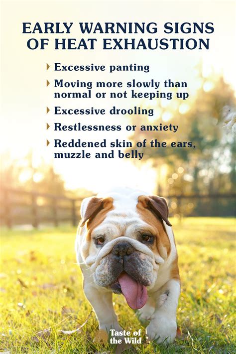 Early Warning Signs Of Heat Exhaustion In Pets Dogs Pet Safety Pet