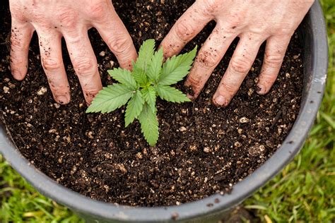 How To Grow Autoflowering Cannabis Outdoors Auto Seeds