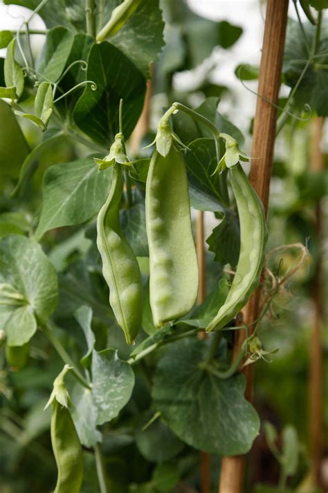 How To Grow Snow Peas Healthier Steps