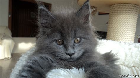 I have two litters ✅ top 10 cat breeds of 2020? The Blue Maine Coon - Maine Coon Expert