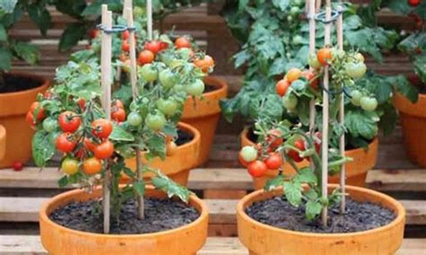 Cómo Plantar Tomate Cherry En Maceta Tienda Online De Maceteros Y Macetas