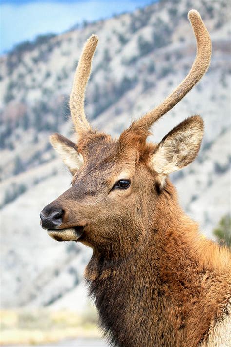 Elk Ii Photograph By Athena Mckinzie Fine Art America