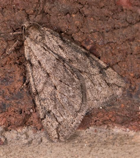 Spring Cankerworm Moth Paleacrita Vernata Myersville My Flickr