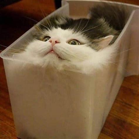 Cute Cat Moments 16 Photos Of Cats In Places They Shouldnt Be