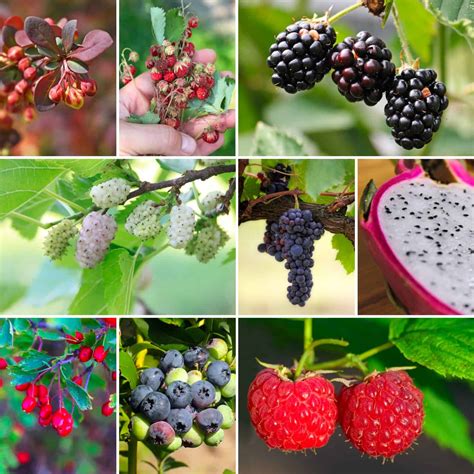 60 Wild Berries That Are Safe To Eat Survival Sullivan