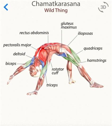 Yoga Anatomy Yoga Muscles Yoga Poses