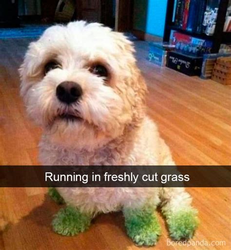 30 Cute And Funny Doggo Snapchats That Will Hopefully Make