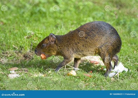 Central American Agouti Stock Photo Image Of Hind Rodent 16608622