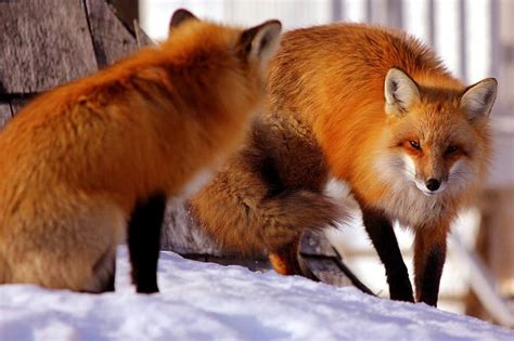 Foxes In Tennessee 2 Species With Pictures Wildlife Informer