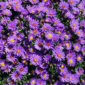 16 flowering perennials that will add color to your garden from spring to fall. Perennial Flowers Bloom Guide | Blooms from Spring to Fall ...