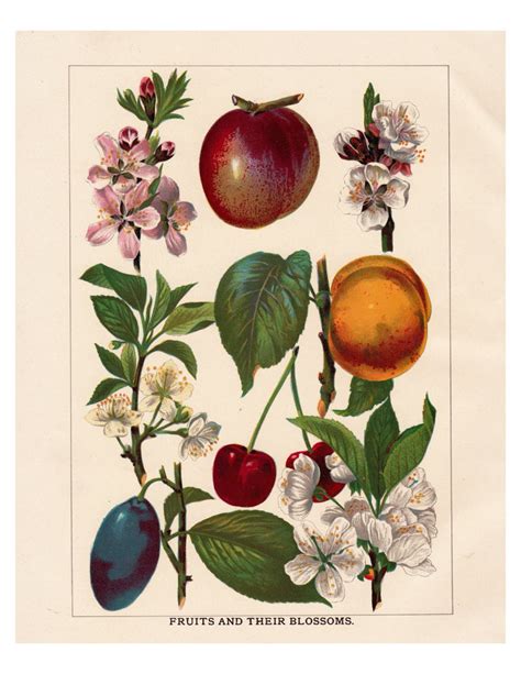 Antique Botanical Fruit Print Fruits And Their Etsy In 2020 Diy