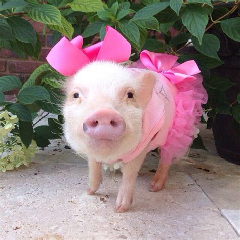 Mini Pig In Pink Outfit Tutu Skirt Bow Dress Mini Pigs Pet Pigs