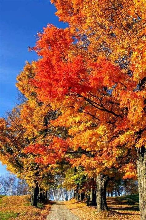 Pin By Becky Cagwin On Seasons Amazing Autumn Autumn Scenery Autumn
