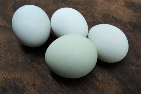 5 Fun Breeds Of Chickens That Lay Blue Eggs