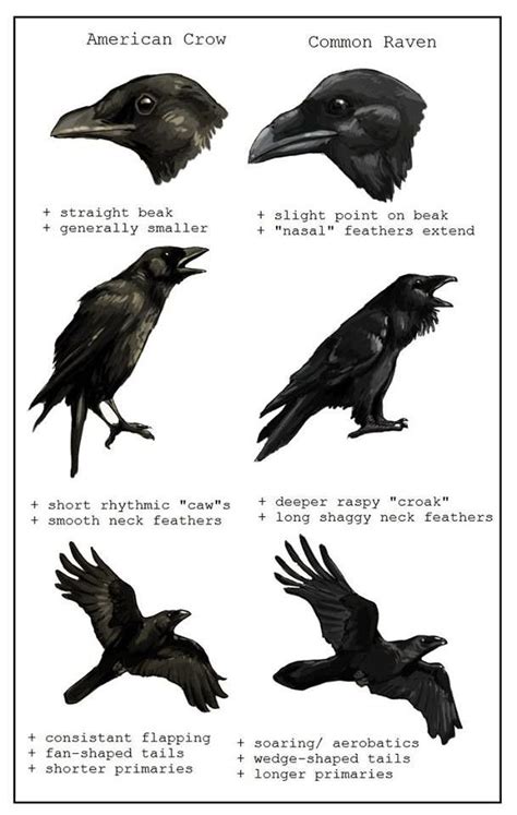 The Different Types Of Crows Are Shown In This Diagram