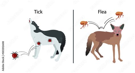 Vetor De Illustration Of Biology And Animals Fleas And Ticks Are
