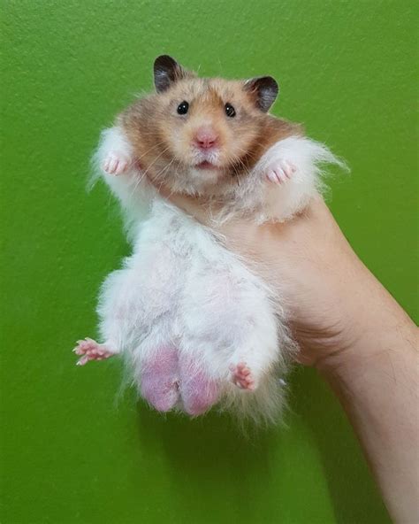 Mr Rain Yellow Black Long Haired Syrian Hamster Hamster Dwarf