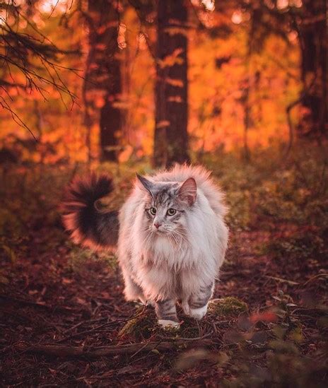 15 Interesting Facts About Maine Coon Cats Petpress